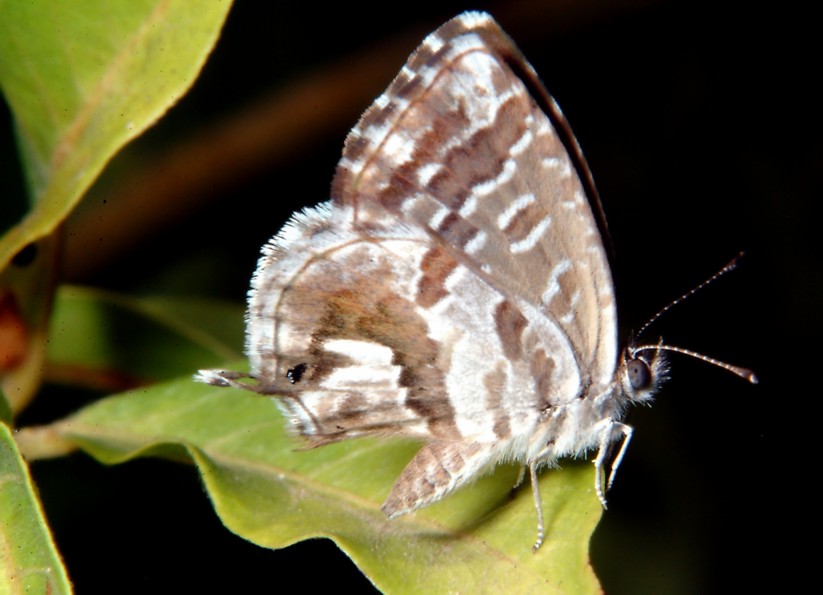 Cacyreus marshalli